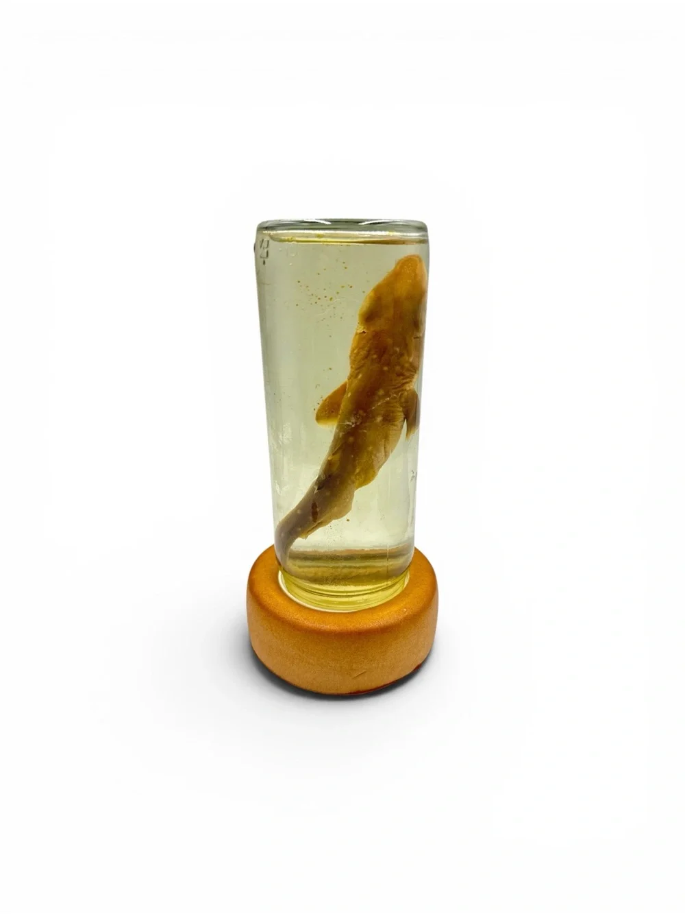 Vintage Y2K Wet Specimen Shark Baby Skark Wet Specimen Taxidermy Oddities Oddity